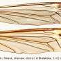 Tipula (Lunatipula) helvola : wing