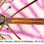 Tipula (Vestiplex) hortorum : habitus - male