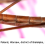 Tipula (Vestiplex) hortorum : body part(s) - abdomen