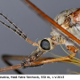 Tipula (Vestiplex) hortorum : body part(s) - head and antenna