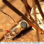 Tipula (Vestiplex) hortorum : body part(s) - head and antenna