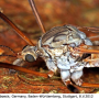 Tipula (Vestiplex) hortorum : body part(s) - head and thorax