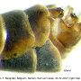Tipula (Vestiplex) hortorum : hypopygium
