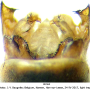 Tipula (Vestiplex) hortorum : hypopygium