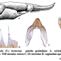 Tipula (Vestiplex) hortorum : ovipositor