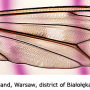 Tipula (Vestiplex) hortorum : wing