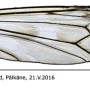 Tipula (Vestiplex) hortorum : wing