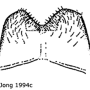 Tipula (Savtshenkia) ignobilis : hypopygium