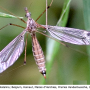 Tipula (Lunatipula) laetabilis : habitus - female