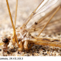 Tipula (Lunatipula) laetabilis : habitus - male