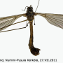 Tipula (Lunatipula) laetabilis : habitus - male