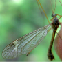 Tipula (Lunatipula) laetabilis : habitus - male
