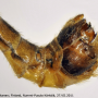 Tipula (Lunatipula) laetabilis : body part(s) - abdomen