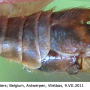 Tipula (Lunatipula) laetabilis : body part(s) - abdomen