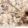 Tipula (Lunatipula) laetabilis : body part(s) - head and antenna