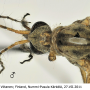 Tipula (Lunatipula) laetabilis : body part(s) - head and thorax