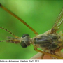 Tipula (Lunatipula) laetabilis : body part(s) - head and thorax