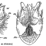 Tipula (Lunatipula) laetabilis : hypopygium