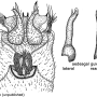 Tipula (Lunatipula) laetabilis : hypopygium