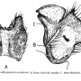 Tipula (Lunatipula) laetabilis : hypopygium