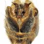 Tipula (Lunatipula) laetabilis : hypopygium