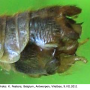 Tipula (Lunatipula) laetabilis : hypopygium