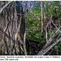 Tipula (Lunatipula) laetabilis : habitat