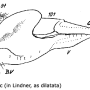 Tipula (Lunatipula) laetabilis : ovipositor