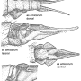 Tipula (Lunatipula) laetabilis : ovipositor