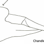 Tipula (Lunatipula) laetabilis : ovipositor