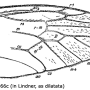 Tipula (Lunatipula) laetabilis : wing