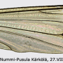 Tipula (Lunatipula) laetabilis : wing