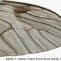 Tipula (Lunatipula) laetabilis : wing