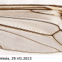 Tipula (Lunatipula) laetabilis : wing