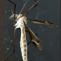 Tipula (Yamatotipula) lateralis : habitus - female