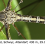 Tipula (Yamatotipula) lateralis : habitus - male