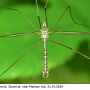 Tipula (Yamatotipula) lateralis : habitus - male