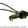 Tipula (Yamatotipula) lateralis : body part(s) - head and antenna