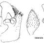 Tipula (Yamatotipula) lateralis : hypopygium