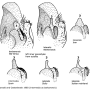 Tipula (Yamatotipula) lateralis : hypopygium