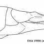 Tipula (Yamatotipula) lateralis : ovipositor