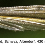 Tipula (Yamatotipula) lateralis : wing