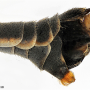 Tipula (Acutipula) luna : body part(s) - abdomen