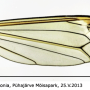 Tipula (Acutipula) luna : wing