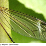 Tipula (Acutipula) luna : wing