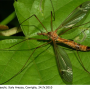 Tipula (Lunatipula) lunata : habitus - female