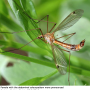Tipula (Lunatipula) lunata : habitus - female