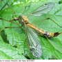 Tipula (Lunatipula) lunata : habitus - female