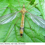 Tipula (Lunatipula) lunata : habitus - female