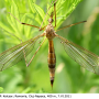 Tipula (Lunatipula) lunata : habitus - female